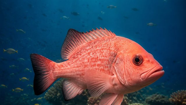 Captivating Coral Blackjack: A Bold Visual Experience for Your Screens | rtp mega 118, isport365 apk