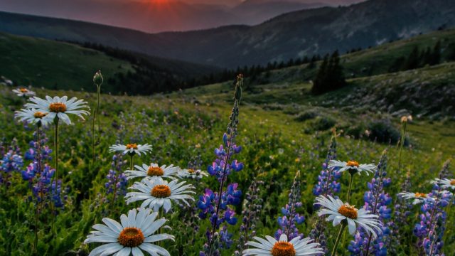 Embracing Nature: A Fresh Perspective on Floral Wallpapers | friv5 online, www indobet365 com, crv s