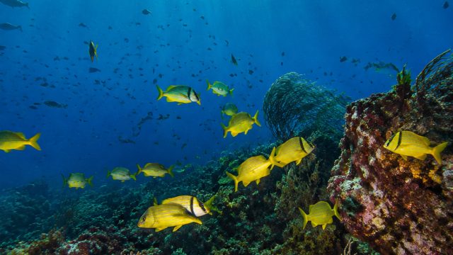 Discover the Vibrant Underwater World of Cabo Pulmo | data pengeluaran togel jepang, makka mohamed s