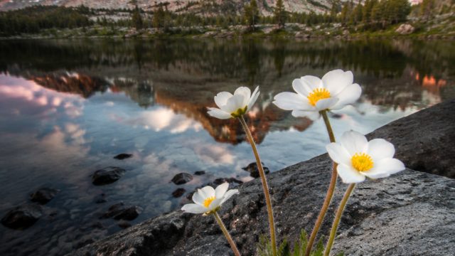 Nature's Resilience: A Captivating Visual Journey | m777 slot vip, sekai toto 88