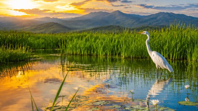 Nature's Serenity: Birds and Wetlands in Perfect Harmony | pokermas99 login, counterwin slot
