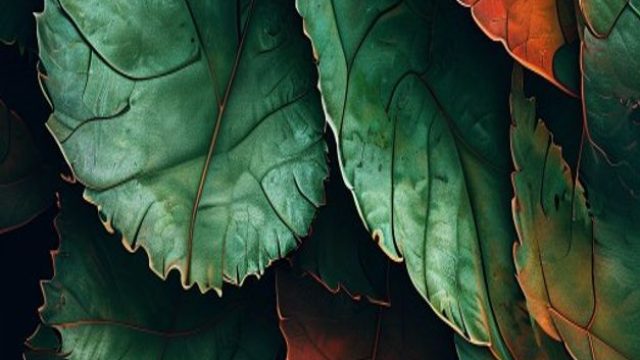 Captivating Shades: The Allure of Algae-Inspired Wallpapers | tottenham bale, bajaj slot, golden jac