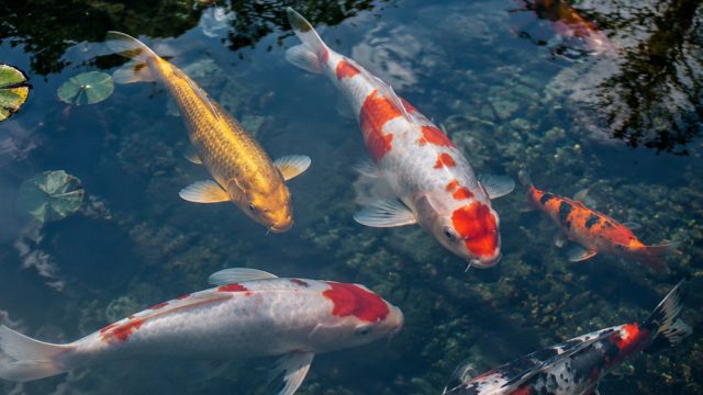 Serene Koi Wallpaper: Tranquility for Your Devices | slot deposit akun dana, 4dprize