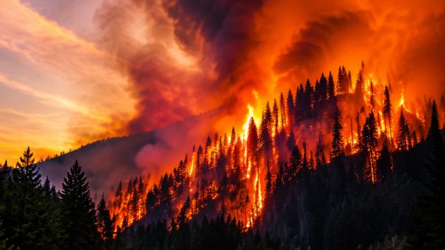 Captivating Wildfire Imagery: The Mood of Nature's Fury | place sports bets, musik 4d login