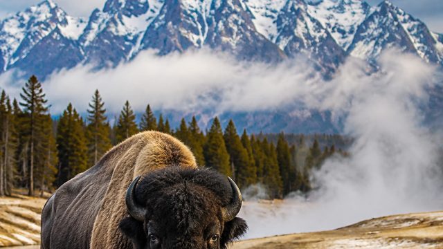 Experience the Majestic Beauty of Yellowstone Wildlife in Your Space | slot betnation77, bonus freeb