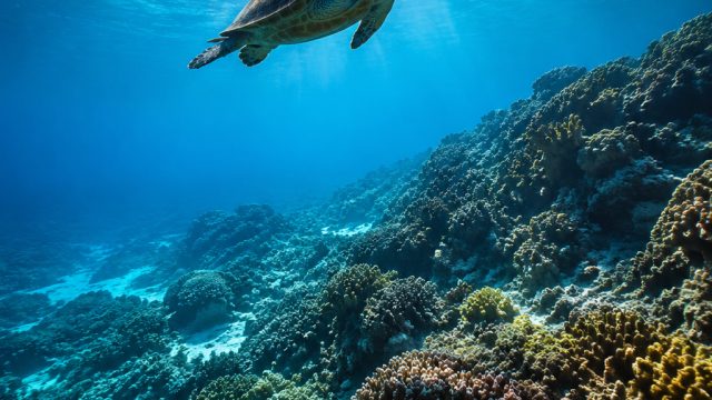 Dive into Serenity: Captivating Underwater Wallpaper Collection | voxy88, rtp 138 slot
