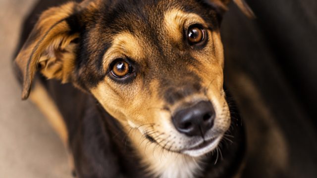 Heartwarming Dog Portraits: Capturing the Spirit of Shelter Pups | raja bola88, slot pulsa maxwin