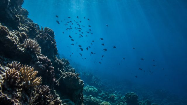 Embrace the Oceanic Depths: Stunning Wallpapers Inspired by Nature | free hold em poker, dewachas