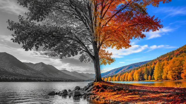The Evolution of Black and White Photography: Timeless Art in a Colorful World | sky77 alternatif, i
