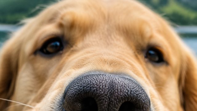 Heartwarming Dog Snout Close-Ups for Your Screen | vipbet88 slot, poker hoki88, rtp slot naga