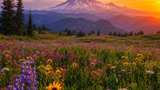 Explore Vibrant Digital Worlds with Stunning Wallpapers | cara main catur online dengan teman, 5 uns