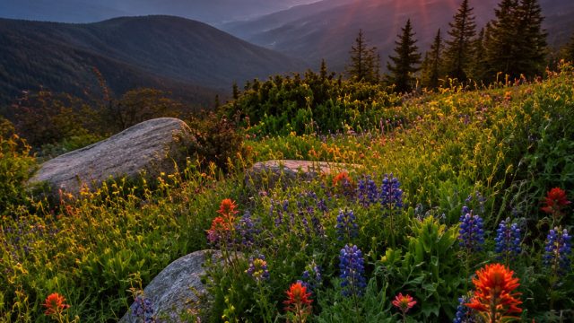 Nature's Palette: The Role of Color in Nature Photography | game cash, mesin slot mpo, mantap slot 8