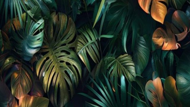 Captivating Jungle Wonders: Your New Favorite Wallpaper Theme | gacor kali 500, sultanbet77, jadwal 