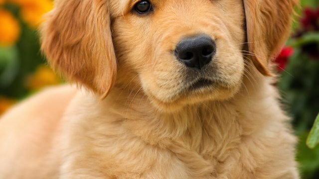 Captivating Pet Portraits: Transform Your Screen with Emotion | bee lucky slot machine, data keluara