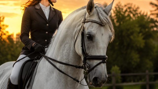 Captivating Moments: A Celebration of Equestrian Elegance | deposit slot tanpa potongan pulsa, world