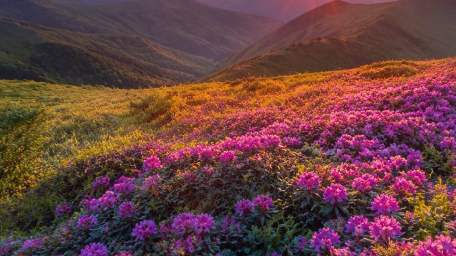 Vibrant Nature Themes: Elevate Your Screen with Stunning Wallpapers | epic play slot, asli777 rtp, t