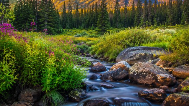 Discover the Magic of Vibrant Nature: Stunning Wallpaper Selection | dunia slot77, slot pulsa tanpa 