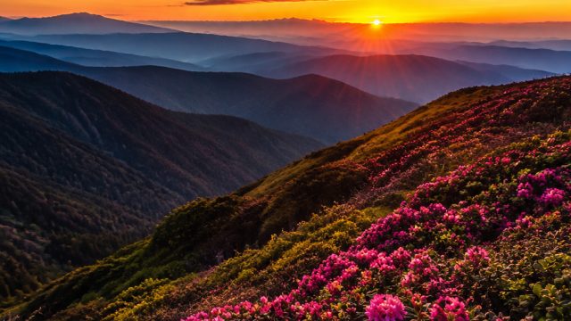 Vibrant Backdrops: Elevate Your Screens with Stunning Visuals | poker b88, situs ole777