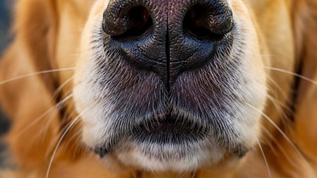 Captivating Canine Close-Ups: The Charm of Dog Snouts | fortuna slot 777, ozil fifa 22, rtp slot bri