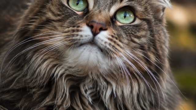 Captivating Cat Portraits: A Visual Journey Through Feline Beauty | agen slot 188, babu online casin