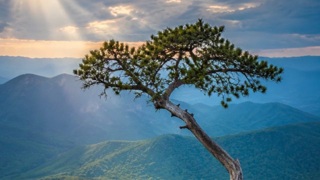 Emotional Resilience: Nature's Beauty in Troubling Times | keluaran kamboja tadi siang, gulaqq, slot