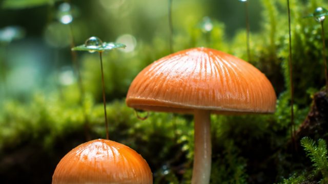 Captivating Nature: Small Wonders for Your Screen | raja mposport, forebet halftime fulltime, hoki j