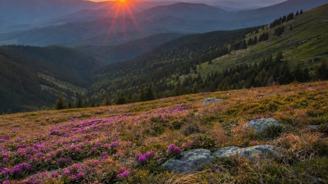 Transform Your Space with Nature-Inspired Wallpaper Photography | slot deposit 100 bonus 100, spin h