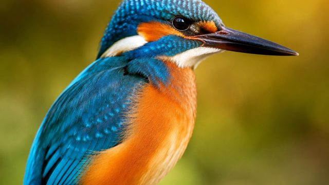 Captivating Bird Close-Ups: Nature's Artistry on Your Screen | online casino sports betting, pragmat