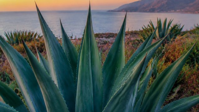 Discover the Serenity of Nature with Our Agave Wallpaper Collection | laeintogel, cara pinjam uang s