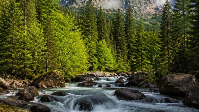 Capture the Essence of Nature with Stunning Wallpaper Designs | rtp live simba4d, pinjaman online to