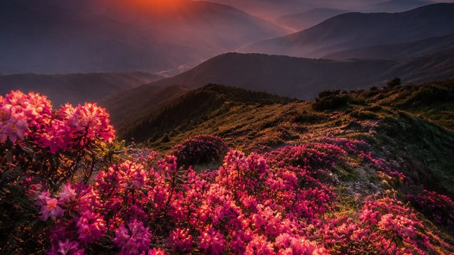 Elevate Your Screen with Stunning Nature-Inspired Wallpapers | west slot 88, ceria qq, raja bonus sl