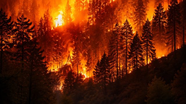 Captivating Wildfire Imagery: Nature's Fiery Canvas | dragon 121 slot, bonus mingguan macauslot88