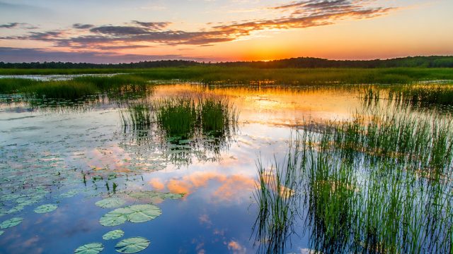 Exploring the Enchantment of Wetlands: A Bird's Perspective | idn play, scn889 slot login, kue ulang