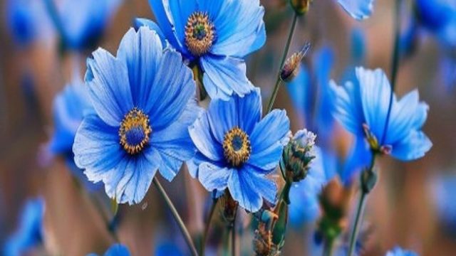 Captivating Blue Flax Blooms: Nature's Vibrant Canvas | slot x500 olympus, hinata vs sakura siapa ya