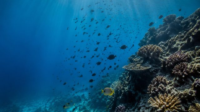 Explore the Depths: Captivating Underwater Imagery for Your Screen | rtp kinghoki4d, download film t