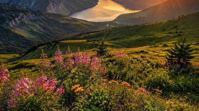 Exploring the Art of Photography: How to Choose the Perfect Wallpaper for Your Space | rtp jet77, sl
