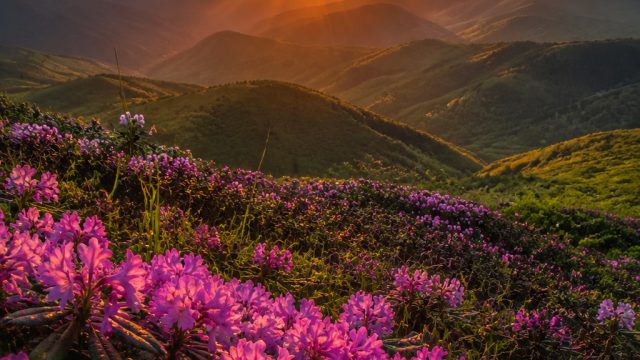 Discover Vibrant Wallpapers for Your Screens: Nature's Palette | korea world cup 2022 squad, rtp slo