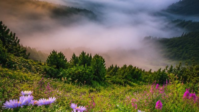 Explore the Captivating Aesthetic of Nature-Inspired Wallpapers | bca slot4d, download macaubet