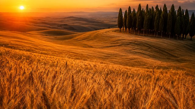 Golden Fields: A Captivating Wallpaper Experience for Your Screens | rtp live poker88, party casino 