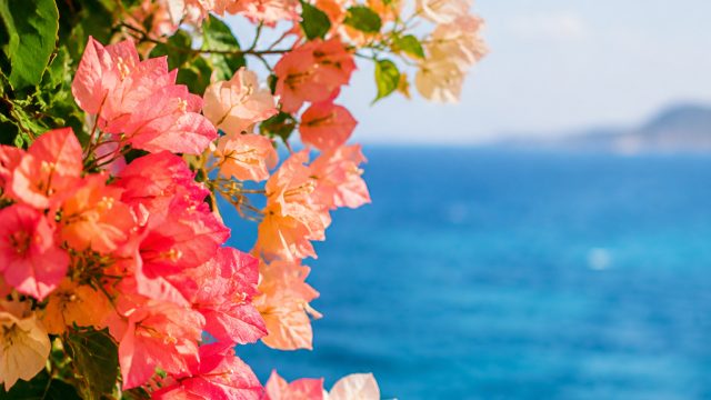 Effortless Summer Vibes: Floral Patterns for Your Screens | ronaldo 88 slot, senja 777 slot link alt