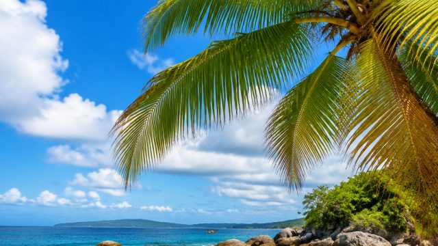 Vibrant Caribbean Vibrations: Capturing Tropical Joy in Wallpapers | m goal, goal sport betting