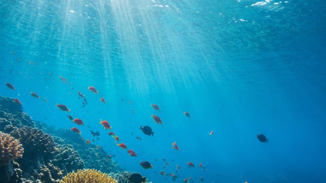 Immerse Yourself in the Tranquil Beauty of Aquatic Wallpaper Themes | mpo gacor login, provider infi