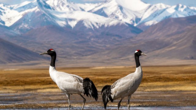 Discover the Serenity of Ladakh's Black-necked Cranes | situs togel deposit 5 ribu, rajaolb388 slot,