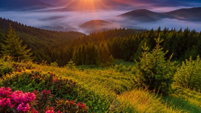 Captivating Wallpaper Gallery: Embrace Nature's Serenity | slot scatter88, indo88 slot