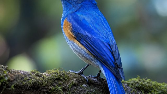Captivating Bird Photography for Your Screen: Nature's Wonders | twice vlive, oriental303 slot
