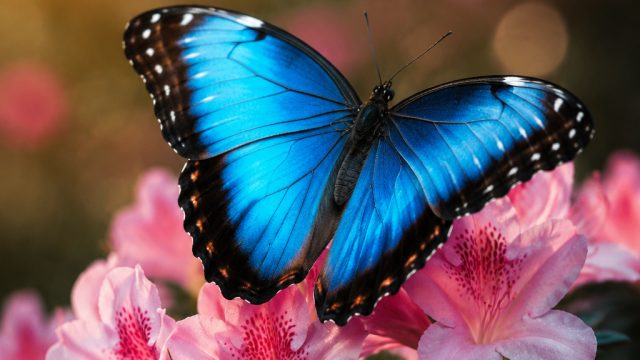 Embrace Nature's Colorful Wings: Stunning Butterfly Wallpapers | angkasa slot, liga beken, ggbet188