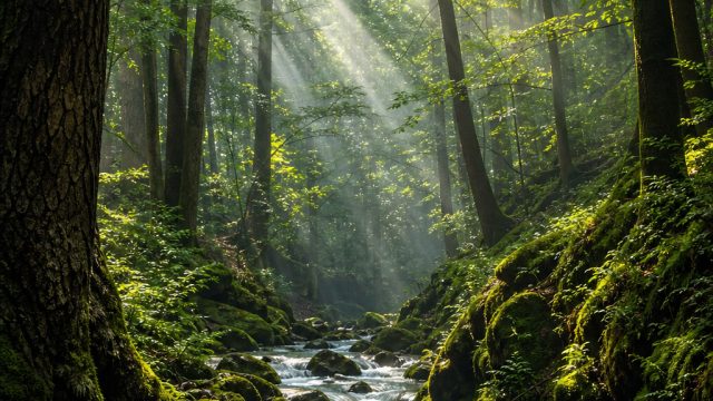 Captivating Forest Serenity: A Perfect Escape for Your Screen | game fifa world cup 2023, rtp slot a