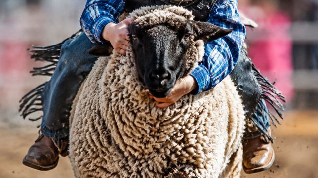 Vibrant Mutton Bustin' Moments: Perfect Wallpapers for Your Device | online casino registration bonu