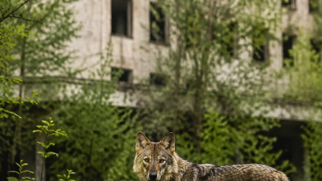 Captivating Nature: The Untamed Essence of Chernobyl Wildlife | fifa 20 download pc, super 188 slot