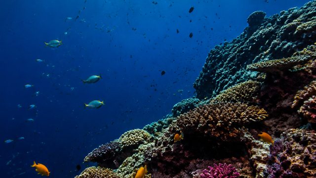Explore the Depths: Stunning Underwater Photography Wallpapers | game penghasil uang sehari 100 ribu